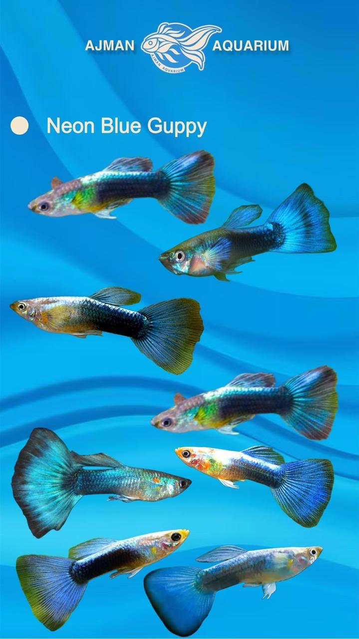 male neon blue guppy - regular size
