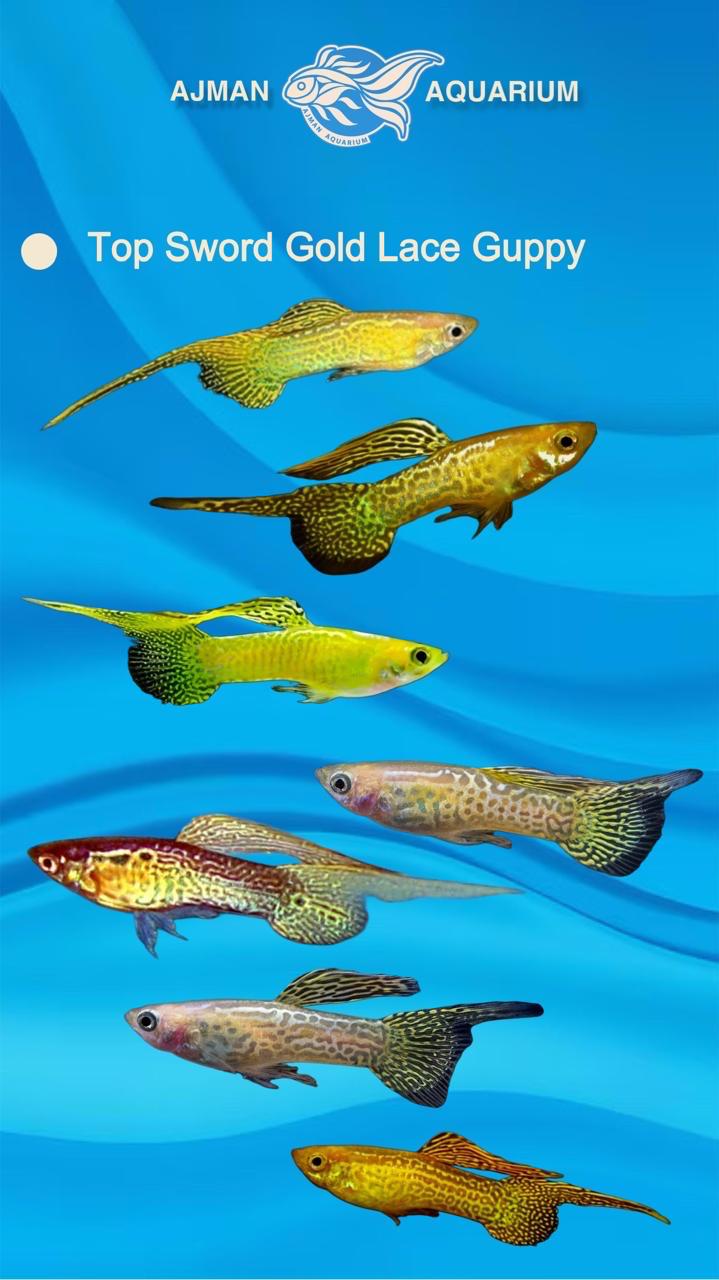 Two sword lace guppy ( pair ) - regular size