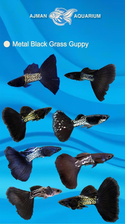 Metal black grass guppy ( pair ) - regular size