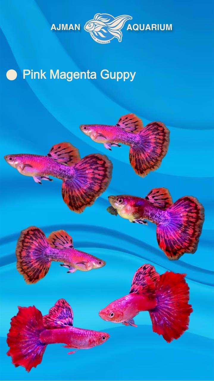 Pink magenta guppy ( pair ) - regular size