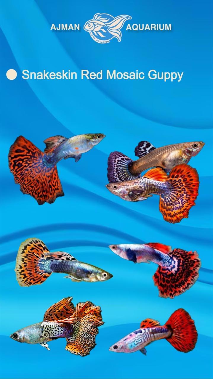 snake skin red mosaic guppy ( pair ) - regular size