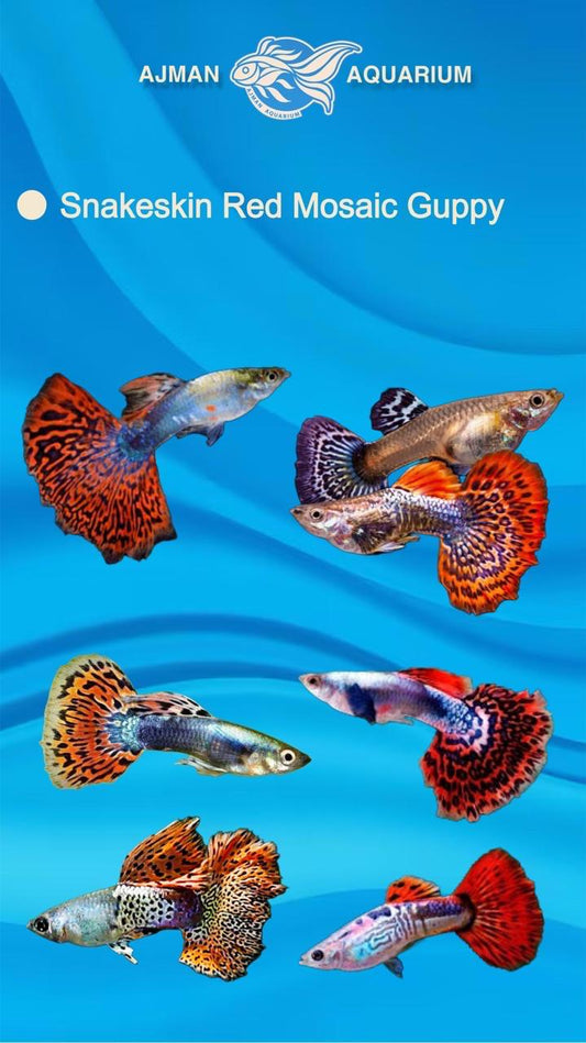 snake skin red mosaic guppy ( pair ) - regular size