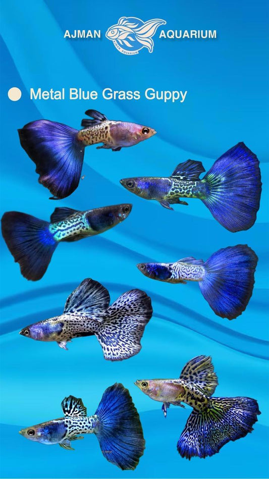 Metal blue grass guppy ( pair ) - regular size
