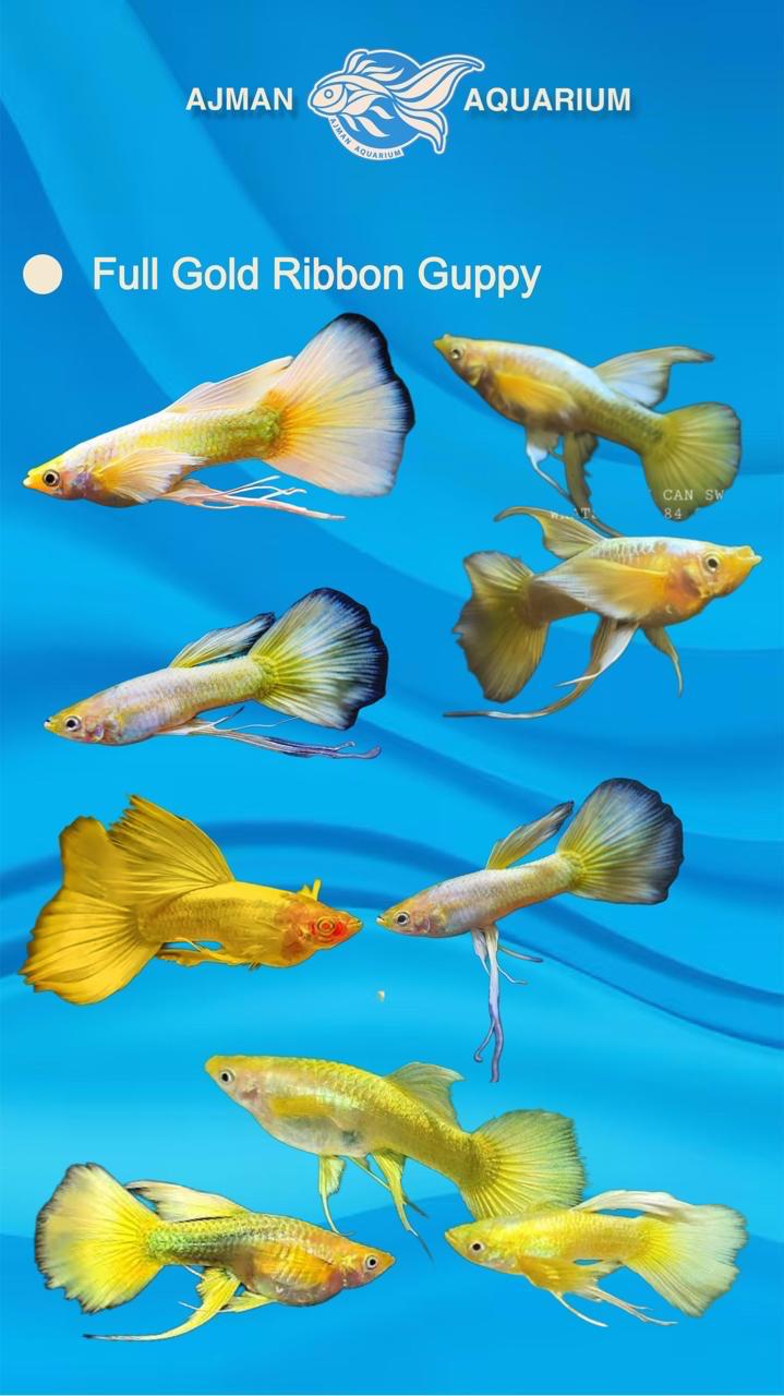 Full gold ribbon guppy ( pair ) - regular size