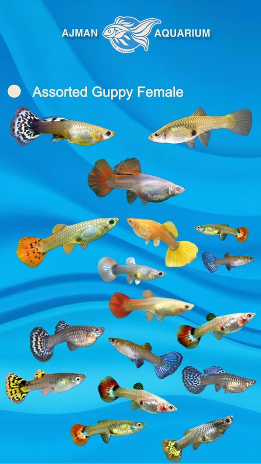 Assorted female guppy - regular size