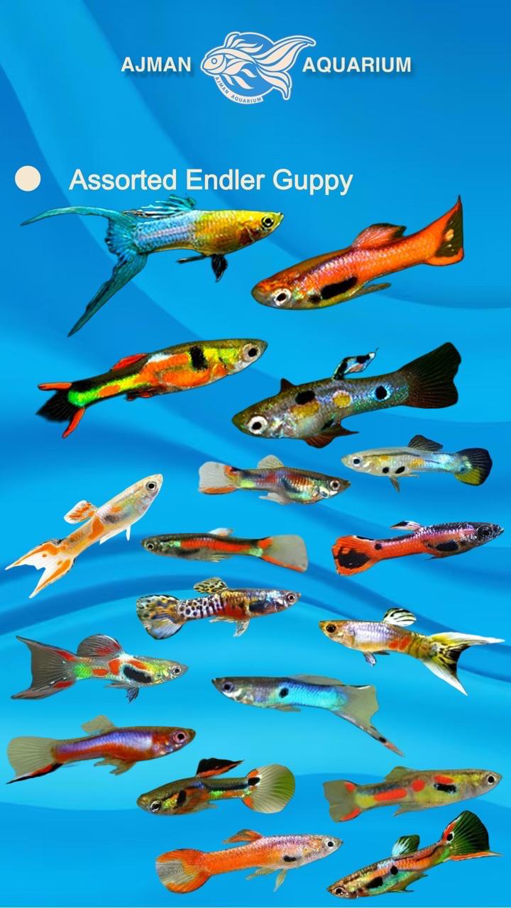 Assorted endler guppy - regular size