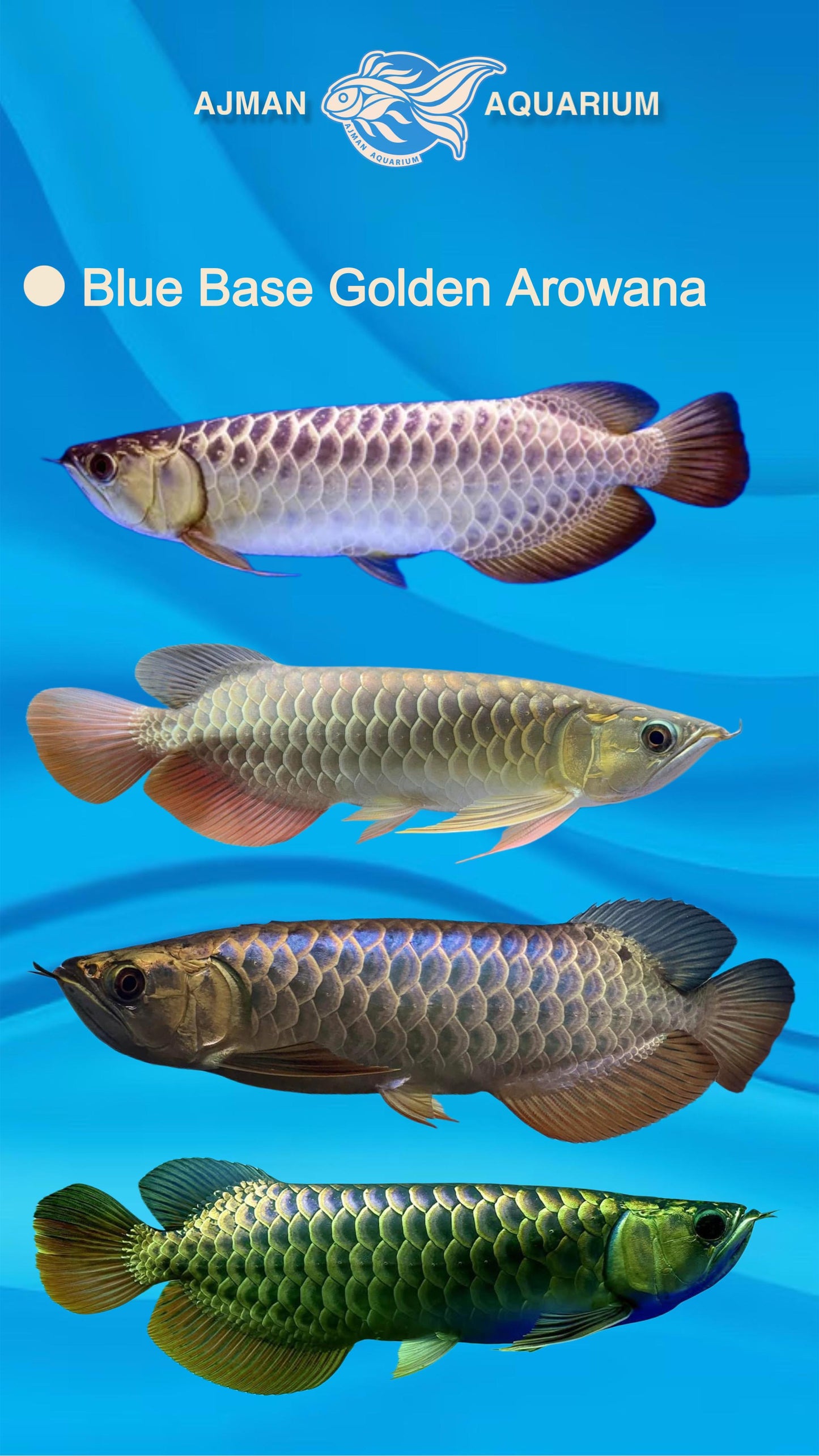 blue base golden arowana - 7 to 8 inch