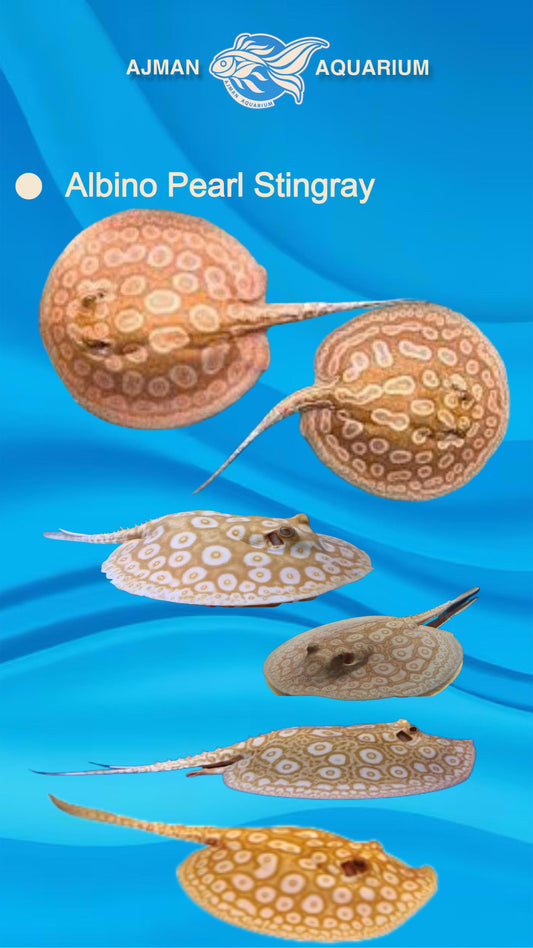 Ruby Eye Albino Sting Gray Pair