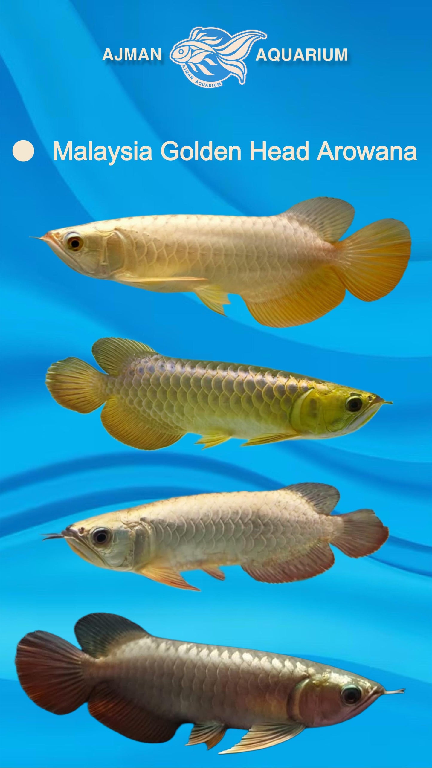 Malaysian Golden Arowana - 8 to 9 inch