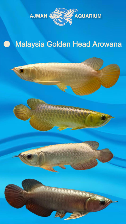 Malaysian Golden Arowana - 8 to 9 inch