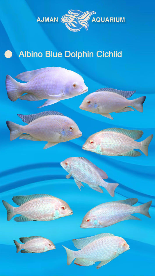 سمكة سيشليد دولفين زرقاء مهقاء - 3 بوصات 