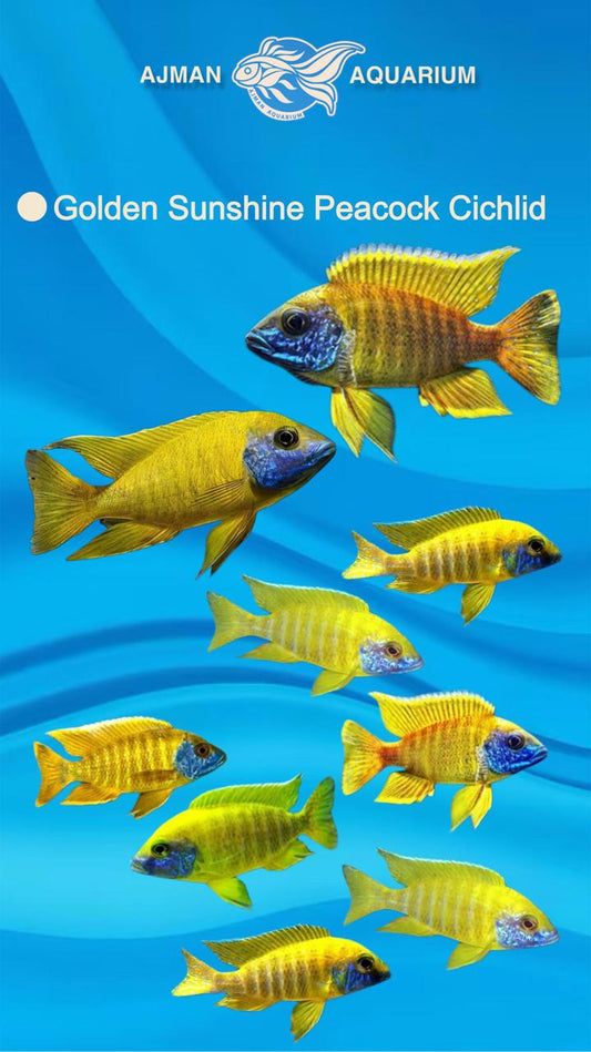 Yellow Peacock Cichlid – 3 Inch