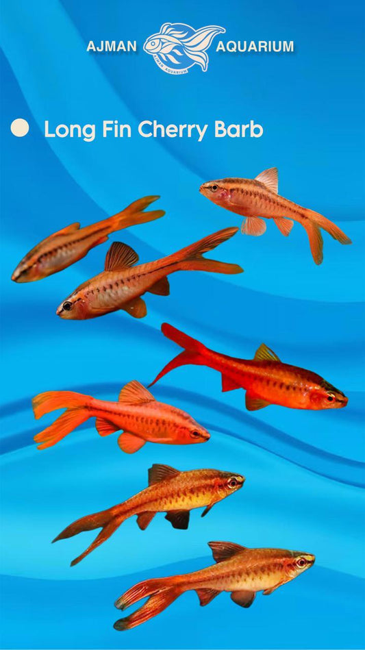 Long Fin Cherry Barb - 2 Inch
