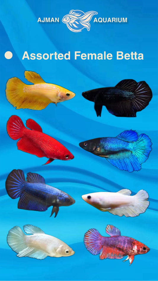 Female Assorted Betta - Regular Size