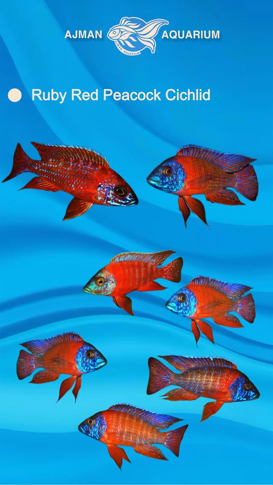 Red peacock cichlid - 4 inch