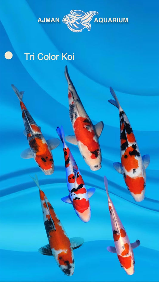 Koi Tri Color - 6 Inch