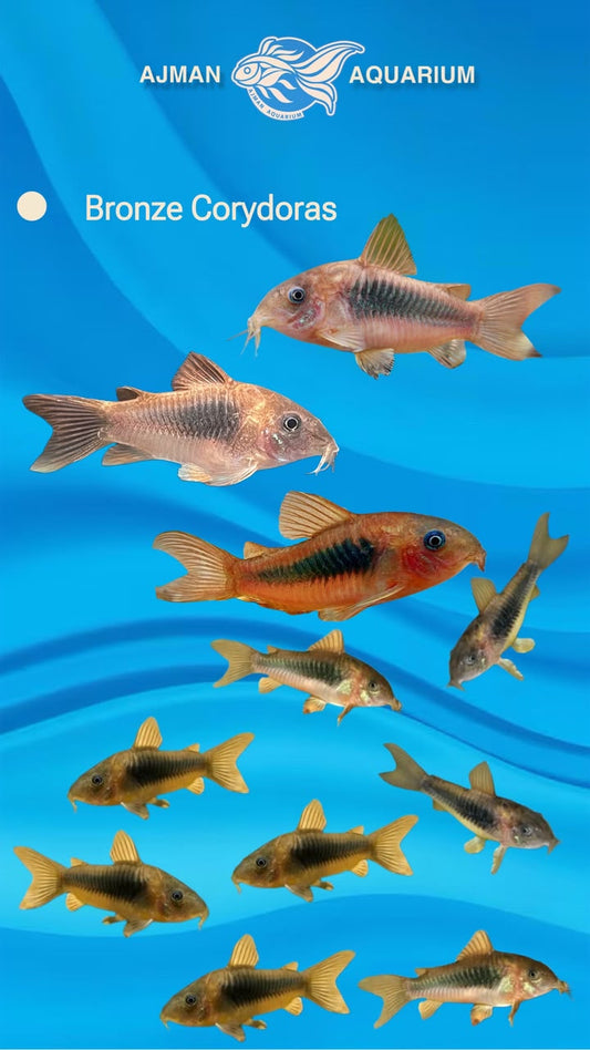 Bronze Aeneus Corydoras - 3 Inch