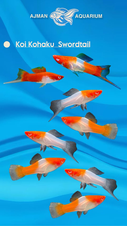 Koi Kohaku Swordtail - 1.5 To 2 Inch