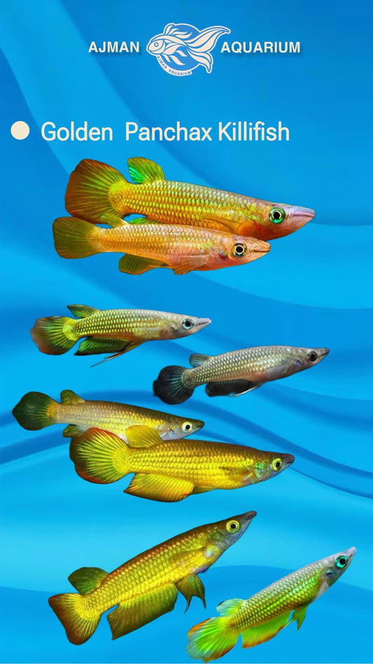 Yellow Panchax - 2.5 inch