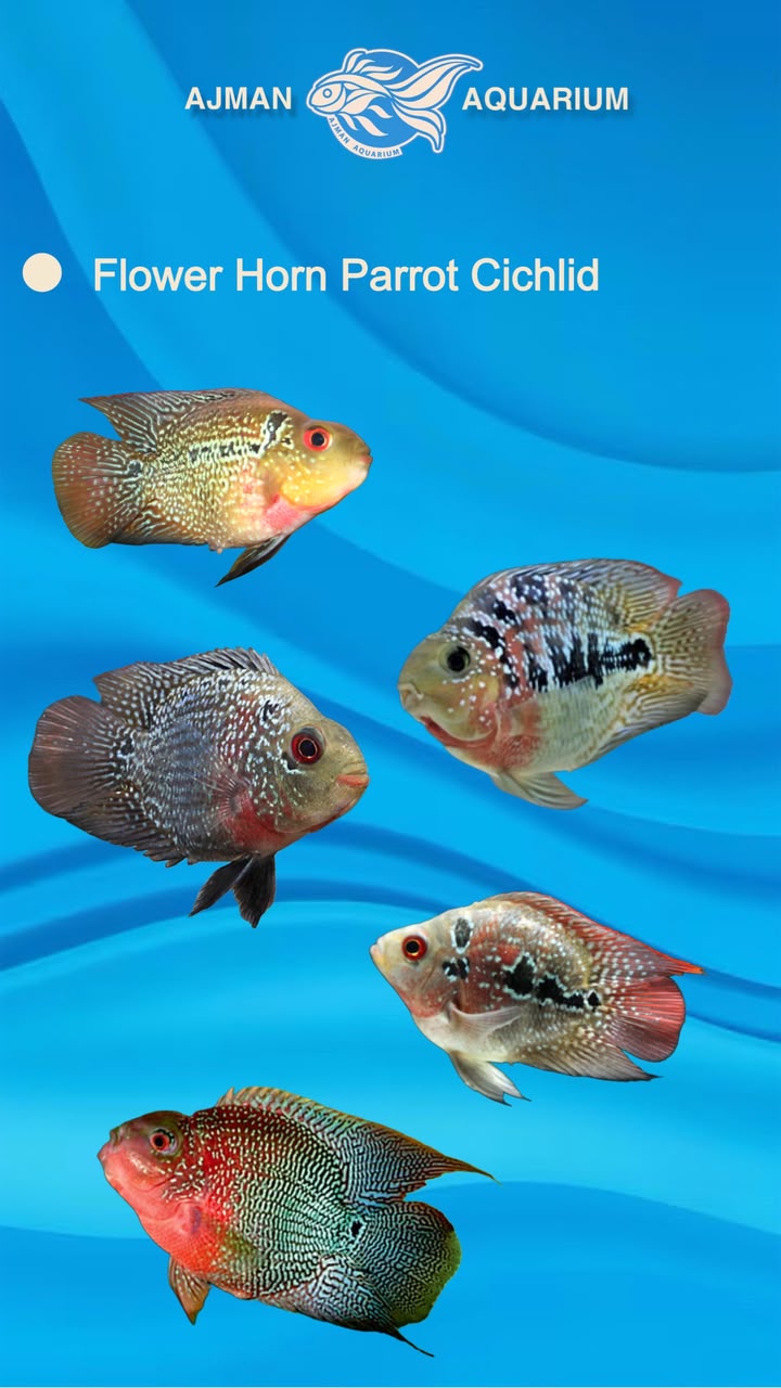 Flower Horn Parrot Cichlid - 5 Inch
