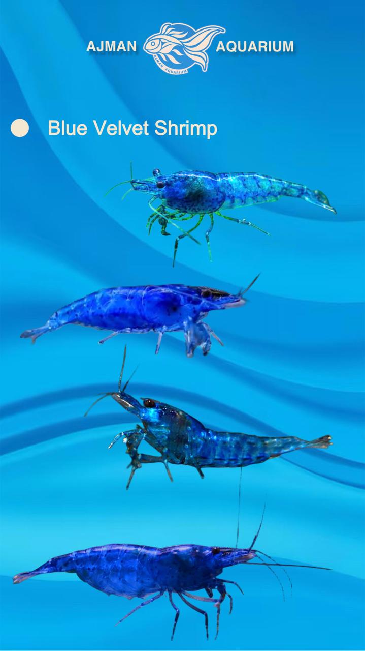 Blue Valvet Shrimp - 1 - 2 cm