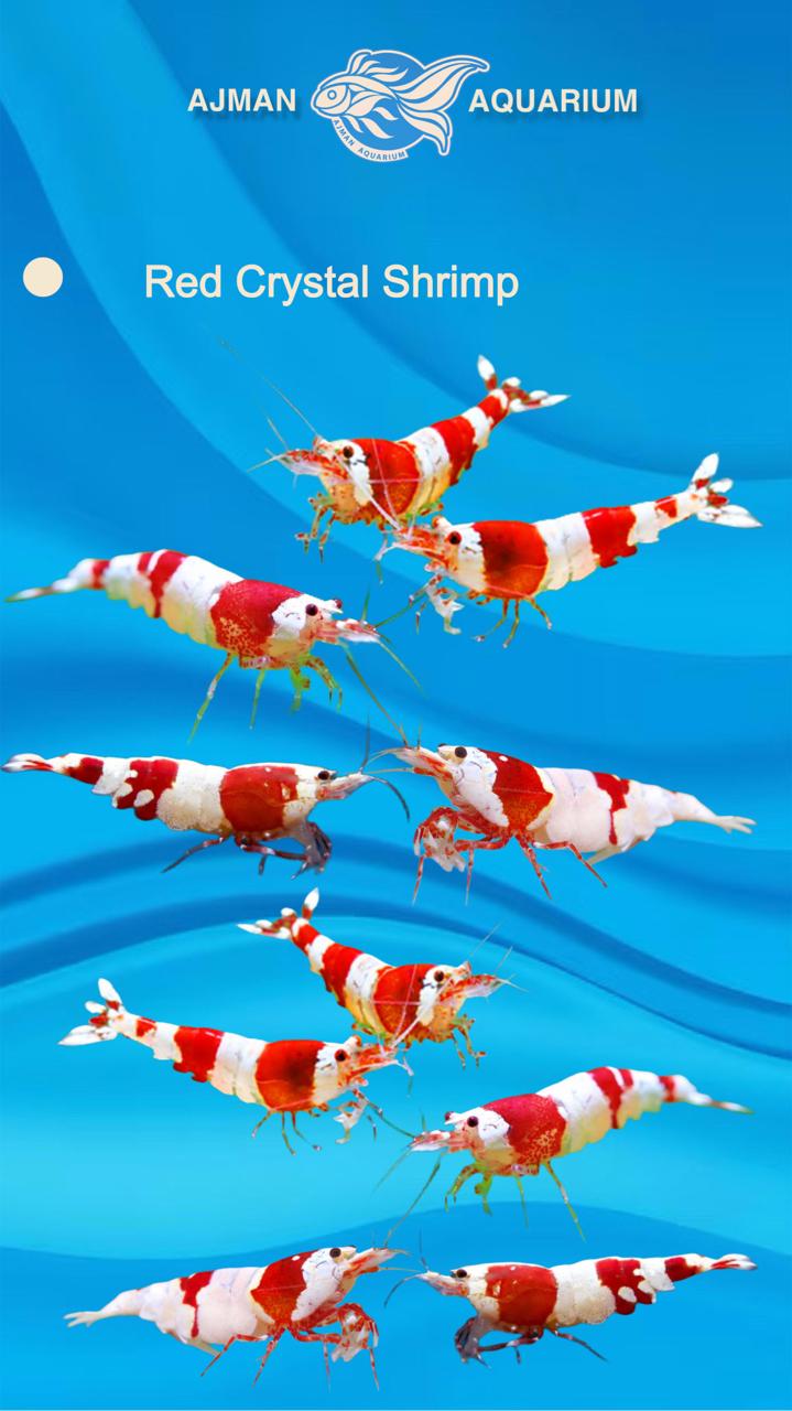 Red Crystal Shrimp - 1 - 2 cm