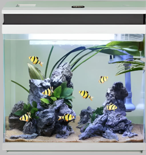 Desktop Small Fish Tank