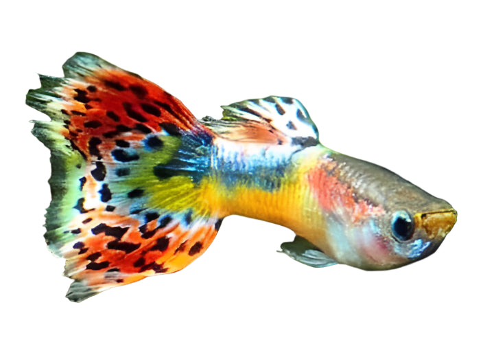 fancy color guppy - regular size