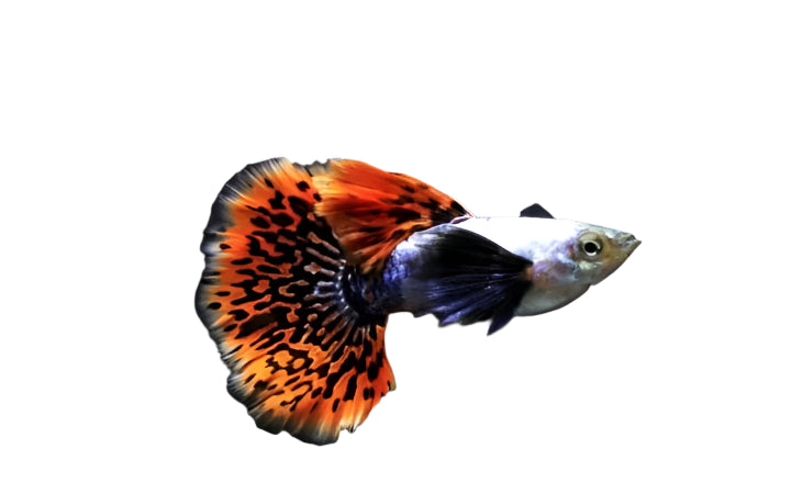big ear guppy - regular size