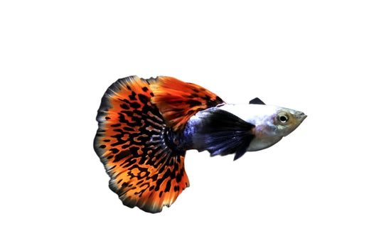 big ear guppy - regular size