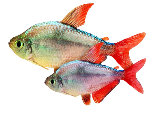 Colombian redfin tetra - 2 inch