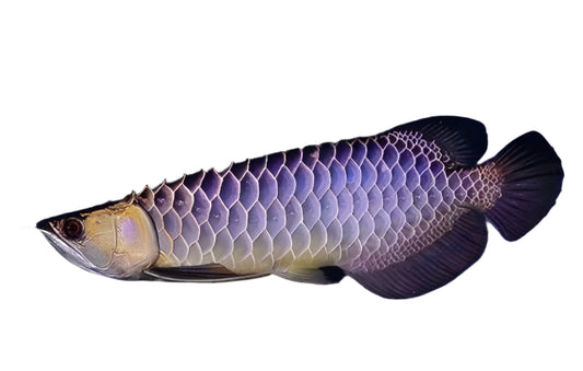 blue base golden arowana - 7 to 9 inch