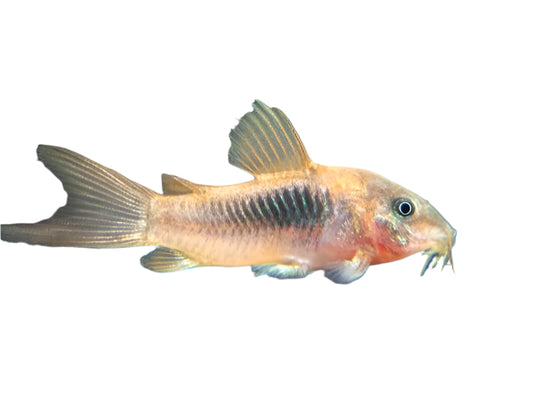 bronze aeneus corydoras - 3 inch