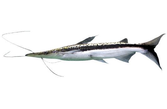 lima duck bill cat fish - 5 inch