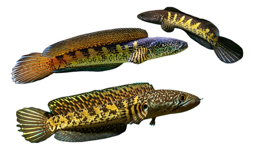 Golden cobra snake head - 8 inch
