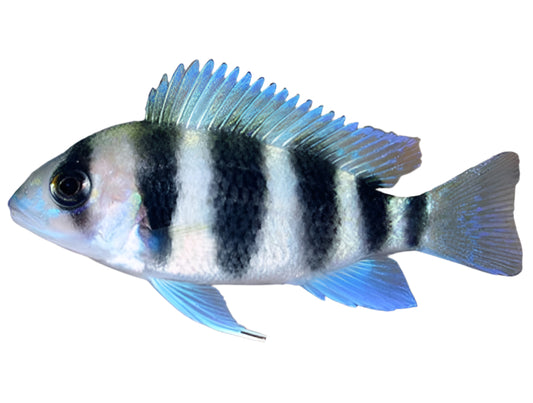 Frontosa cichlid - 3 inch
