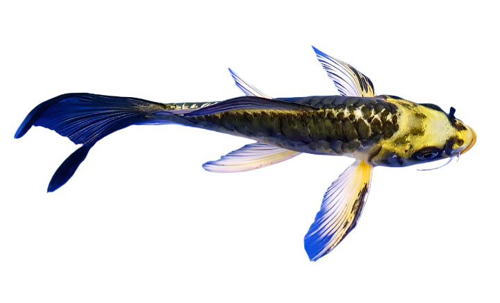 gold black butterfly koi fish - 6 inch
