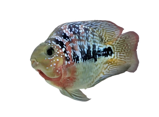 spotted parrot cichlid - 5 inch
