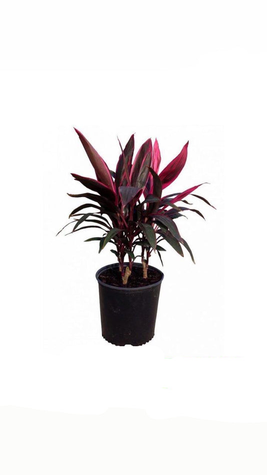 red edge special - potted plant