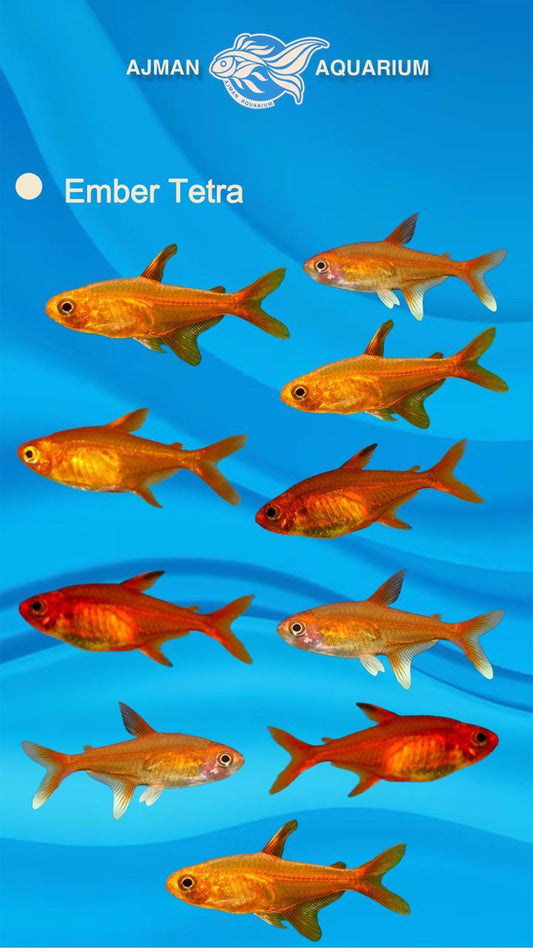 ember tetra - regular size