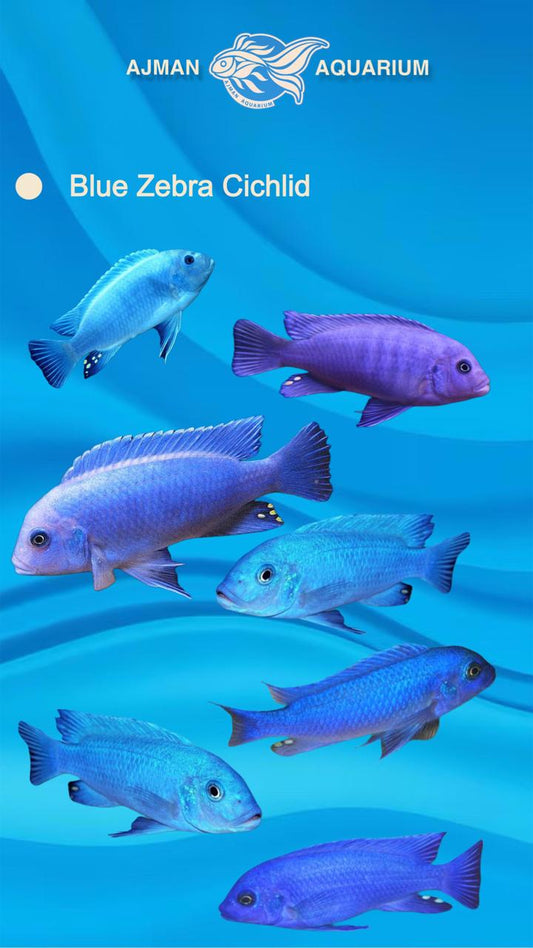 Blue zebra cichlid - 3 inch