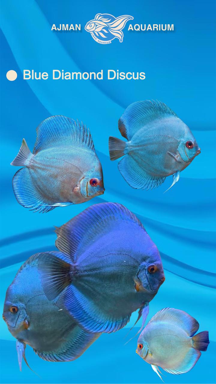 blue diamond discus