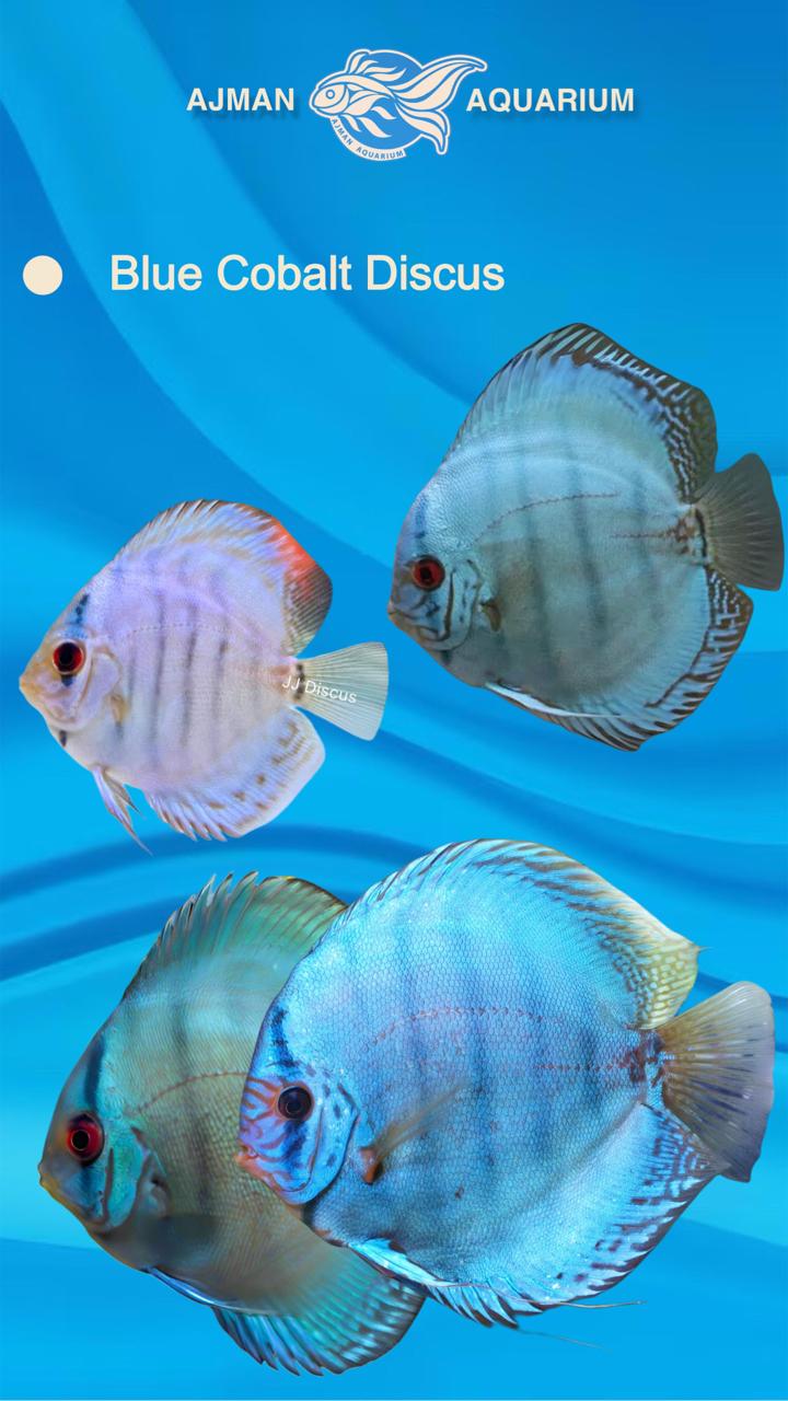blue cobalt turquoise discus - 3 inch