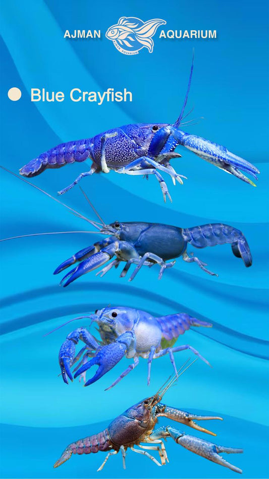cray fish - 1.5 to 2 inch