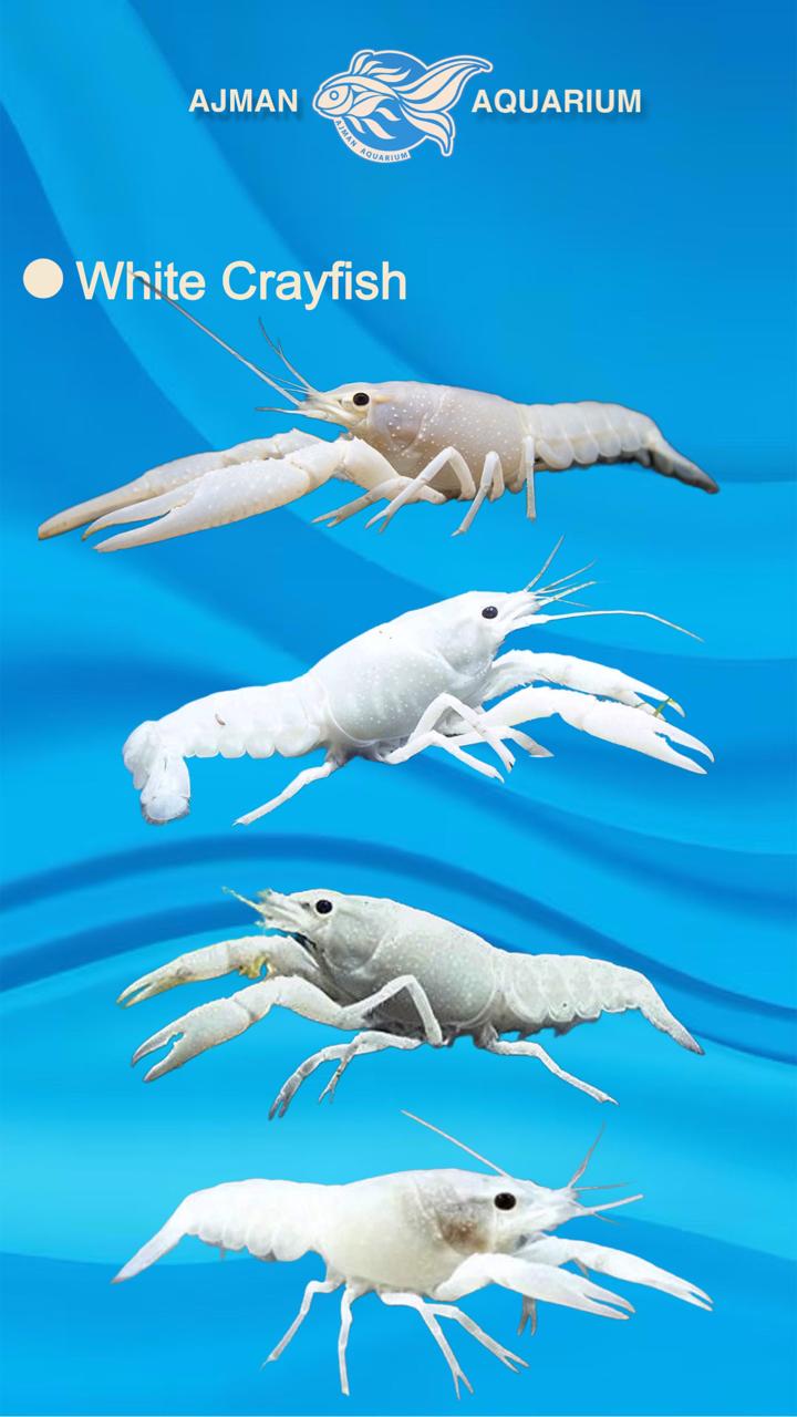 cray fish - 1.5 to 2 inch