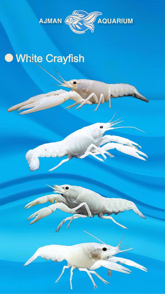 cray fish - 1.5 to 2 inch