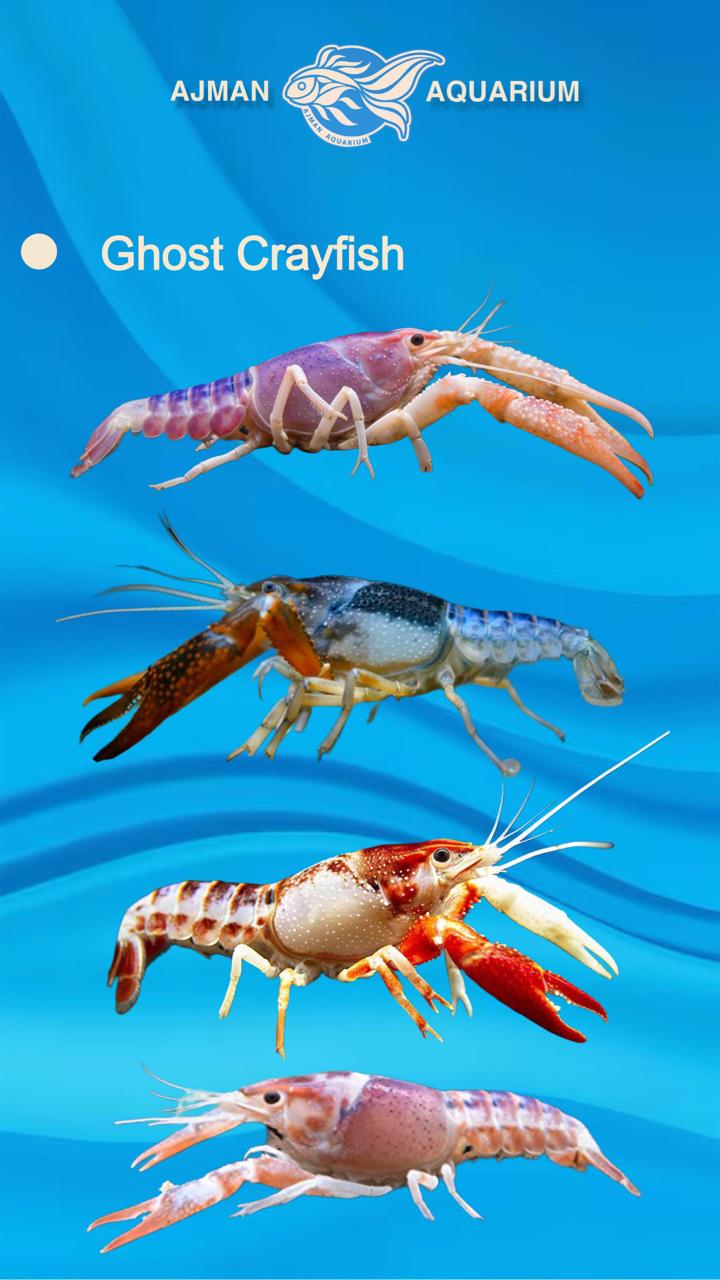 cray fish - 1.5 to 2 inch