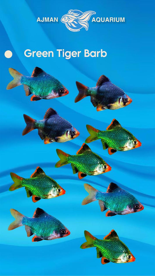 green tiger barb - 2 inch