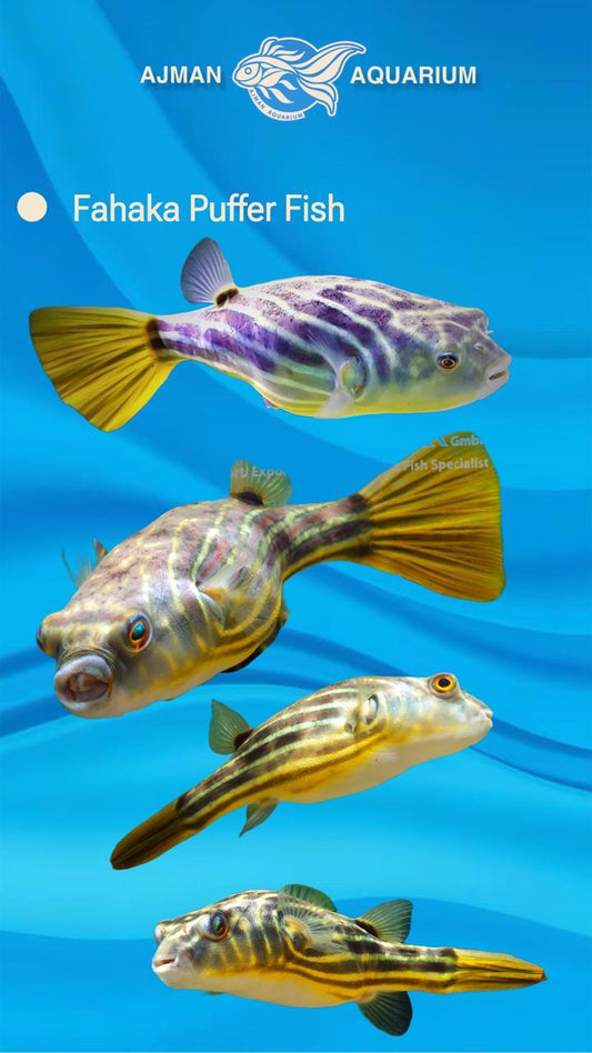 fahaka puffer