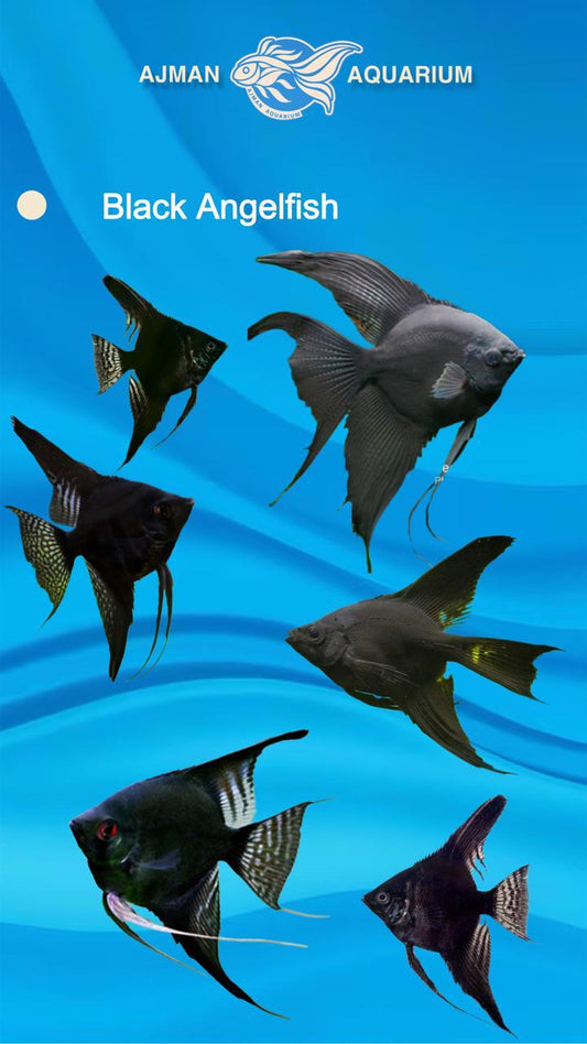 black angel fish - 8 - 9 cm